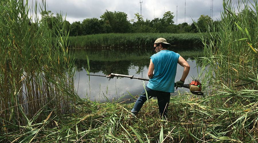 Getting in the reeds with energy and ecology
