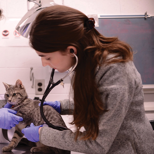 As a new Penn Vet student, Kacie volunteers her time during the 2024 Martin Luther King Jr. Day of Service at Penn Vet's Ryan Hospital, where faculty, students, and staff provided free veterinary services, including physical exams, vaccines, ear cleanings, and flea/tick preventatives.